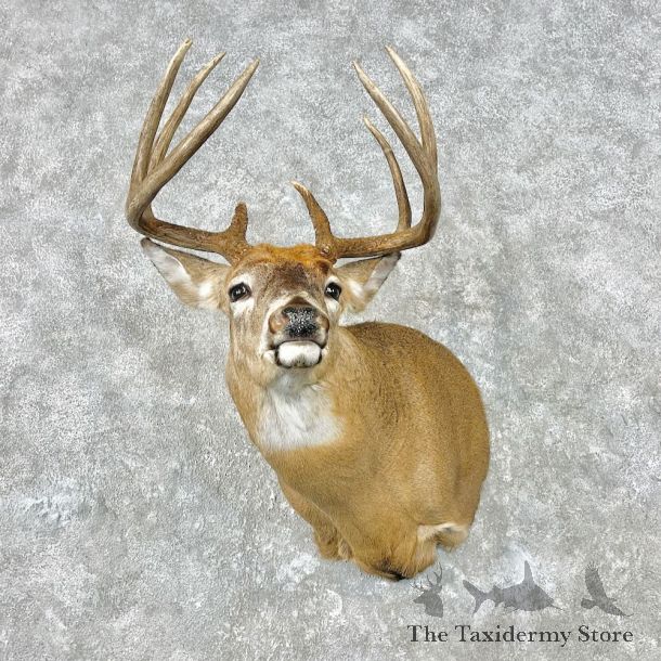 Whitetail Deer Shoulder Mount For Sale #26821 - The Taxidermy Store