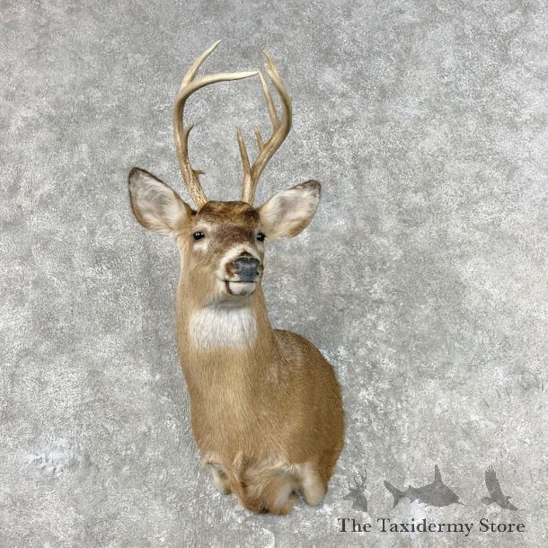 Whitetail Deer Shoulder Mount For Sale #26822 - The Taxidermy Store
