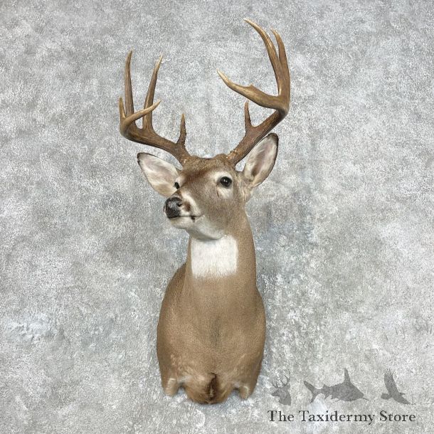 Whitetail Deer Shoulder Mount For Sale #26823 @ The Taxidermy Store