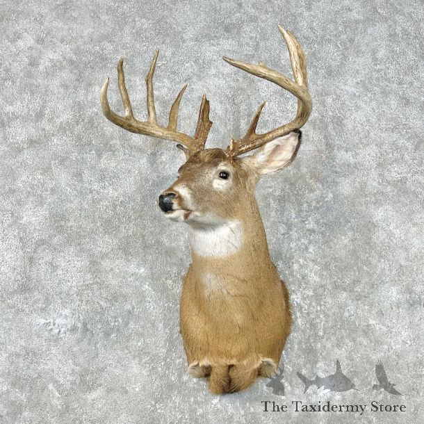 Whitetail Deer Shoulder Mount For Sale #26859 @ The Taxidermy Store