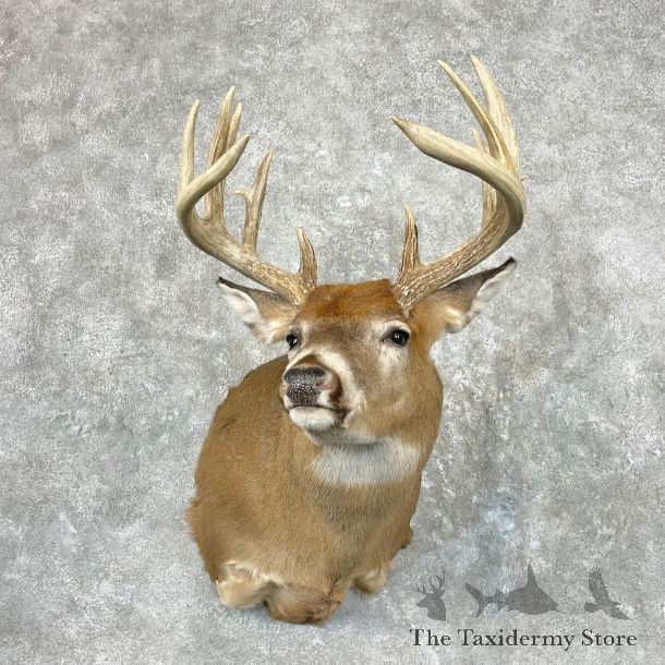 Whitetail Deer Shoulder Mount For Sale #26934 @ The Taxidermy Store