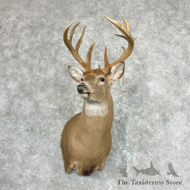 Whitetail Deer Shoulder Mount For Sale #26937 @ The Taxidermy Store