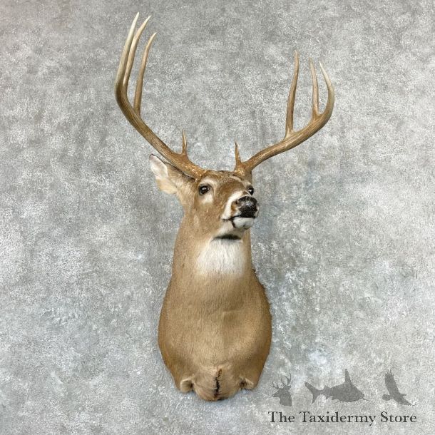 Whitetail Deer Shoulder Mount For Sale #26955 - The Taxidermy Store