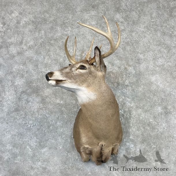 Whitetail Deer Shoulder Mount For Sale #27087 - The Taxidermy Store