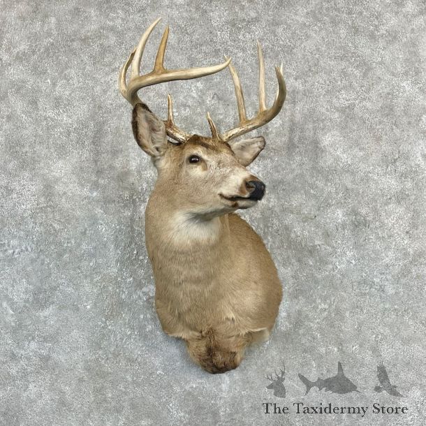 Whitetail Deer Shoulder Mount For Sale #27088 @ The Taxidermy Store