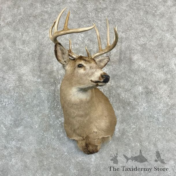 Whitetail Deer Shoulder Mount For Sale #27097 @ The Taxidermy Store
