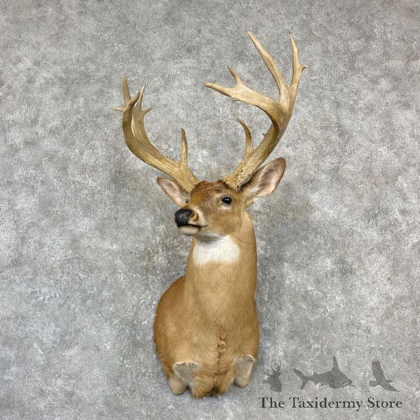 Whitetail Deer Shoulder Mount For Sale #27148 - The Taxidermy Store