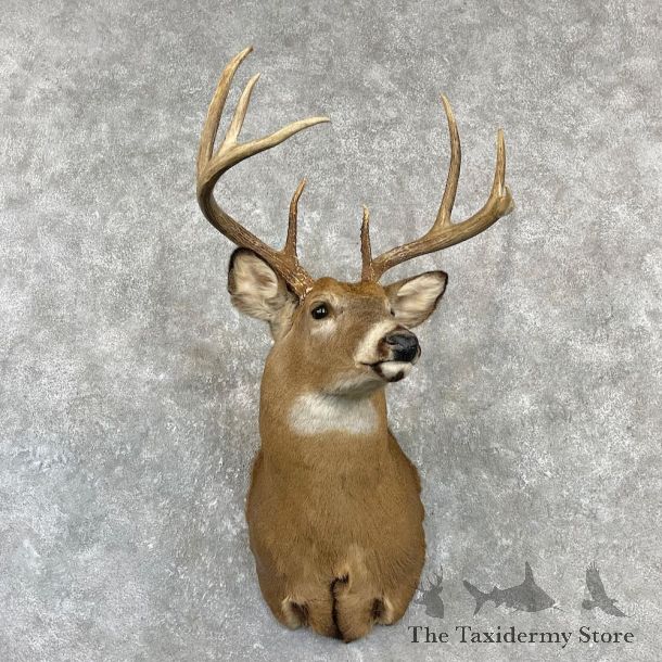 Whitetail Deer Shoulder Mount For Sale #27150 @ The Taxidermy Store
