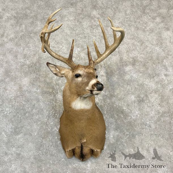Whitetail Deer Shoulder Mount For Sale #27151 - The Taxidermy Store