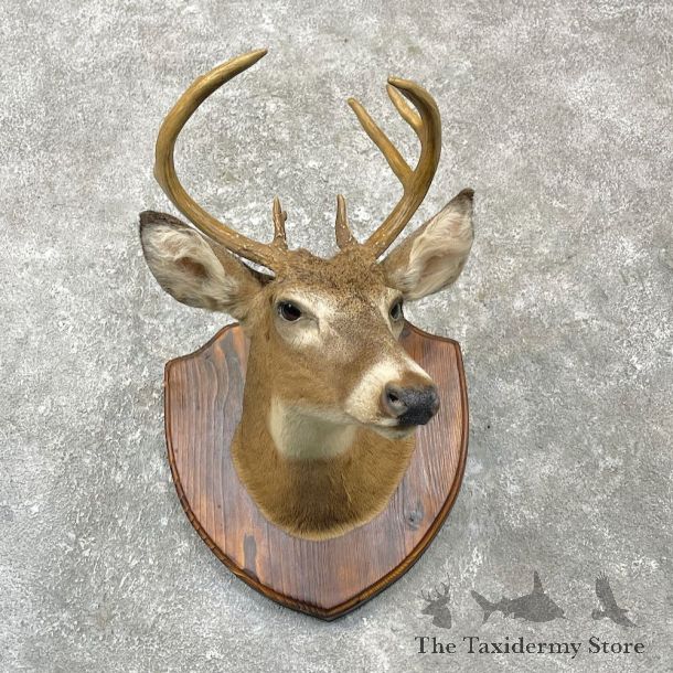 Whitetail Deer Shoulder Mount For Sale #27154 @ The Taxidermy Store