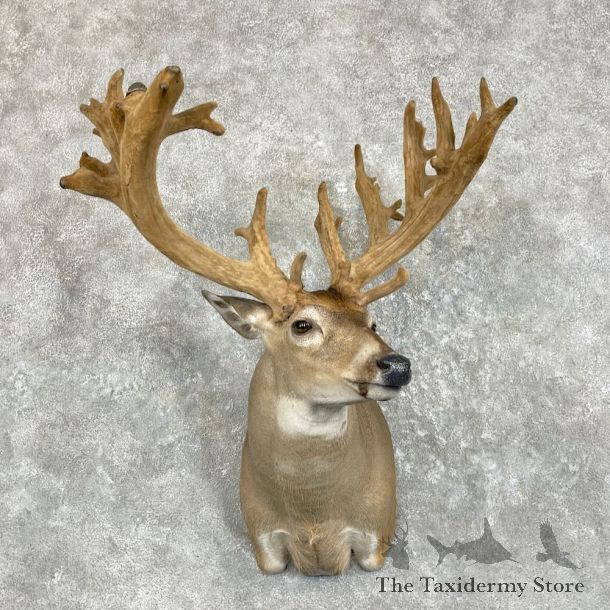 Whitetail Deer Shoulder Mount For Sale #27425 @ The Taxidermy Store