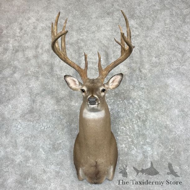 Whitetail Deer Shoulder Mount For Sale #27427 - The Taxidermy Store