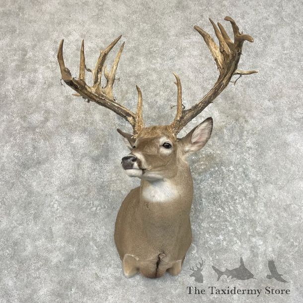 Whitetail Deer Shoulder Mount For Sale #27636 @ The Taxidermy Store