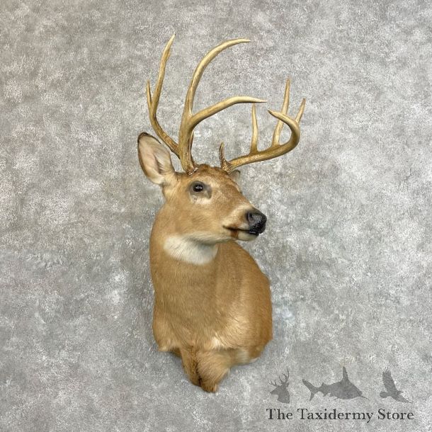 Whitetail Deer Shoulder Mount For Sale #27771 @ The Taxidermy Store