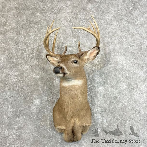 Whitetail Deer Shoulder Mount For Sale #27776 - The Taxidermy Store