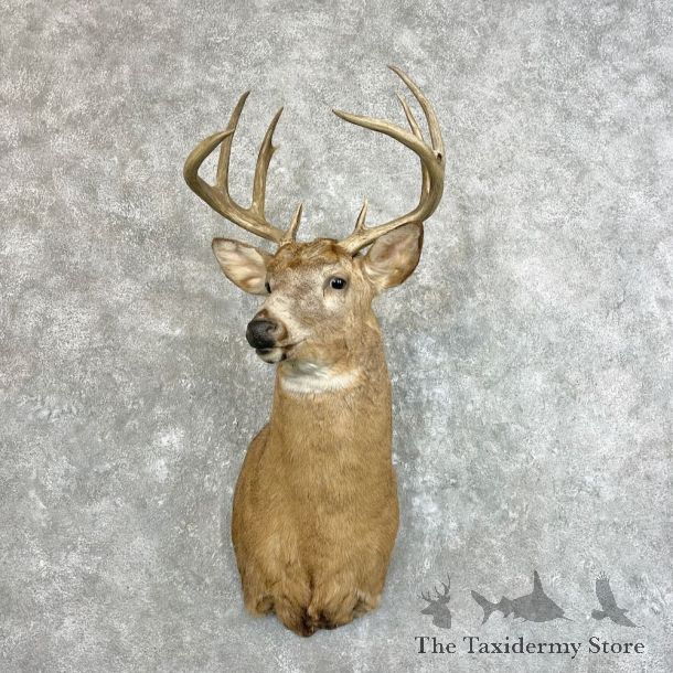 Whitetail Deer Shoulder Mount For Sale #27777 - The Taxidermy Store