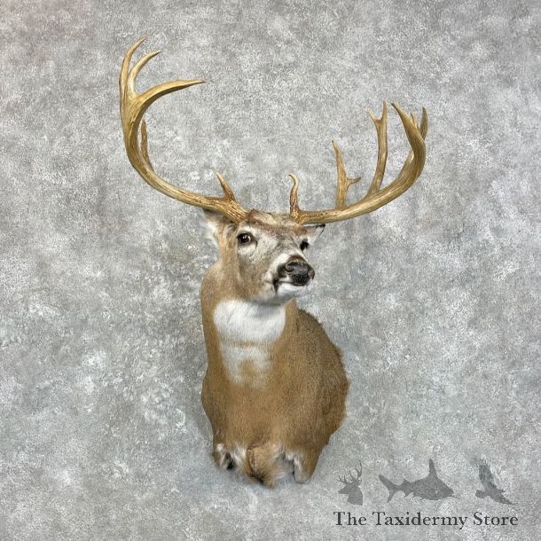 Whitetail Deer Shoulder Mount For Sale #28005 - The Taxidermy Store