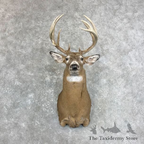 Whitetail Deer Shoulder Mount For Sale #28006 @ The Taxidermy Store