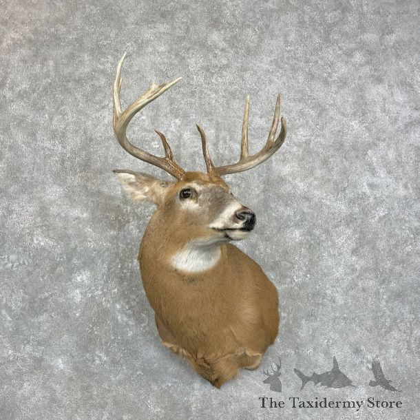 Whitetail Deer Shoulder Mount For Sale #28008 - The Taxidermy Store