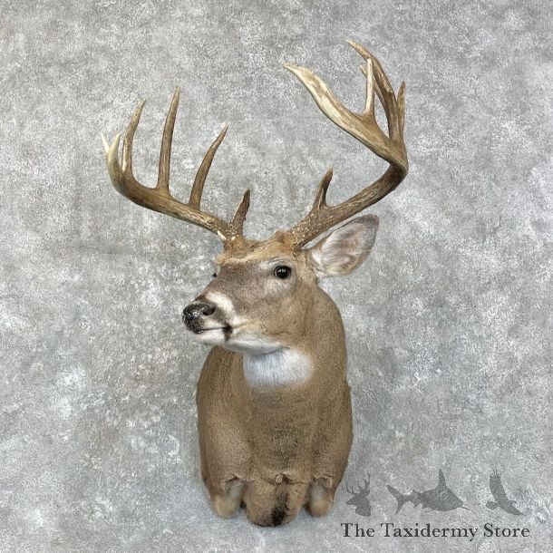 Whitetail Deer Shoulder Mount For Sale #28010 - The Taxidermy Store
