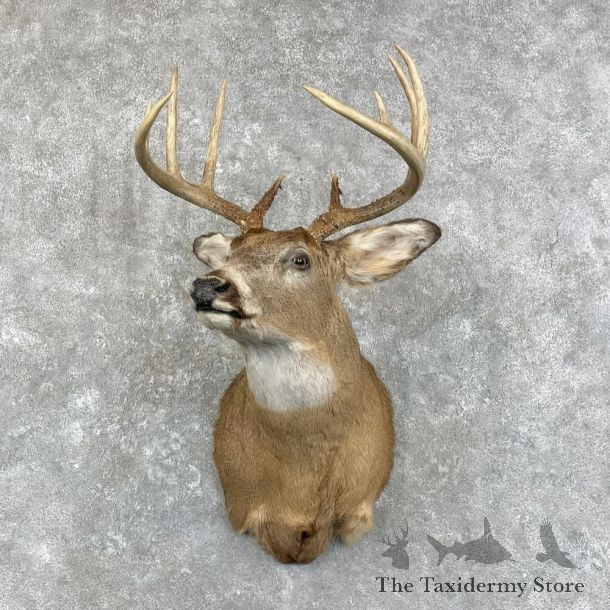 Whitetail Deer Shoulder Mount For Sale #28011 @ The Taxidermy Store