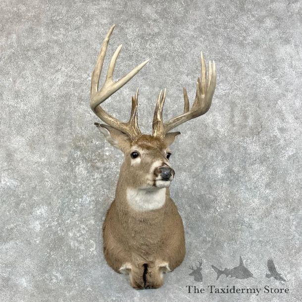 Whitetail Deer Shoulder Mount For Sale #28021 - The Taxidermy Store