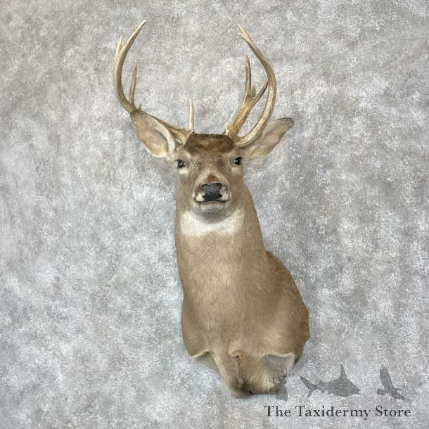 Whitetail Deer Shoulder Mount For Sale #28055 @ The Taxidermy Store