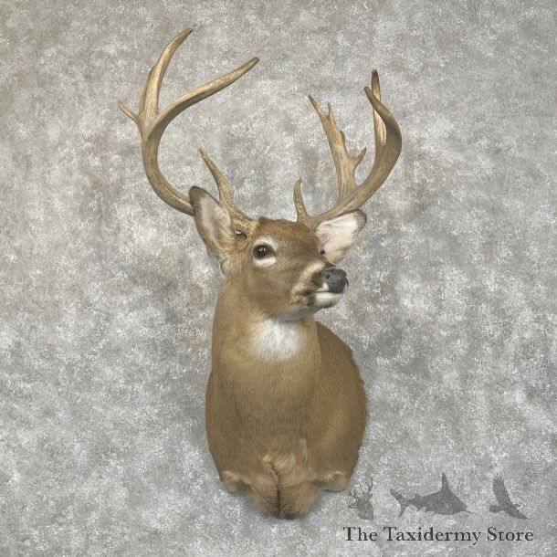 Whitetail Deer Shoulder Mount For Sale #28056 - The Taxidermy Store