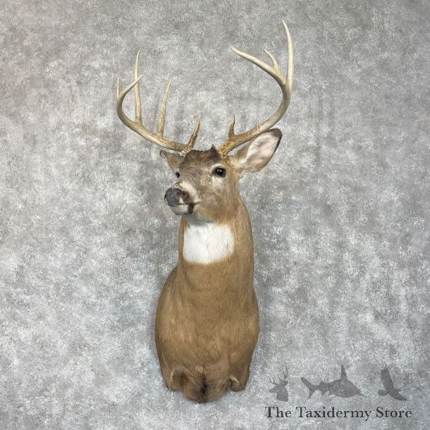 Whitetail Deer Shoulder Mount For Sale #28058 - The Taxidermy Store