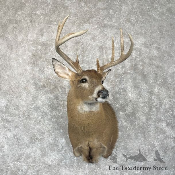 Whitetail Deer Shoulder Mount For Sale #28075 @ The Taxidermy Store