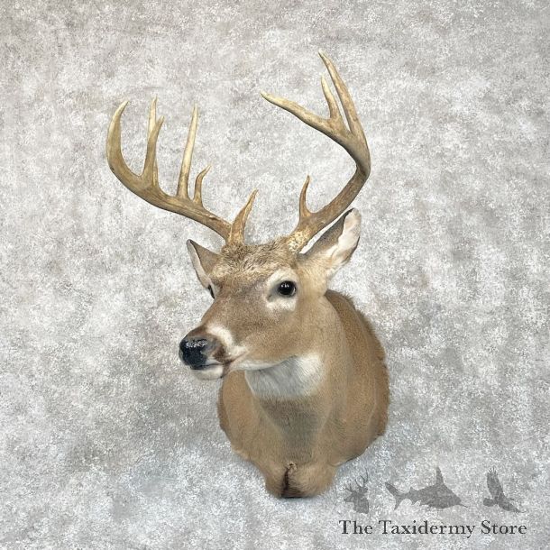 Whitetail Deer Shoulder Mount For Sale #28076 - The Taxidermy Store