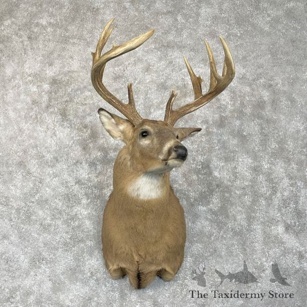 Whitetail Deer Shoulder Mount For Sale #28080 @ The Taxidermy Store