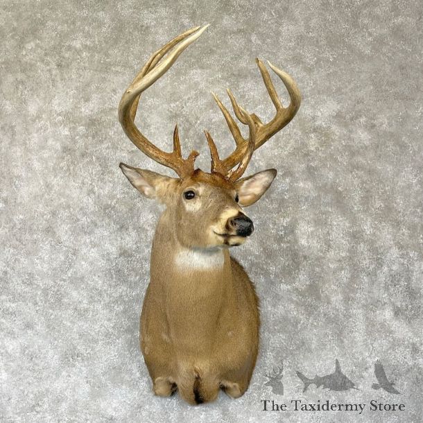 Whitetail Deer Shoulder Mount For Sale #28143 - The Taxidermy Store