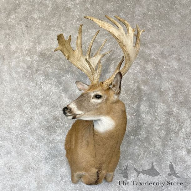 Whitetail Deer Shoulder Mount For Sale #28144 @ The Taxidermy Store