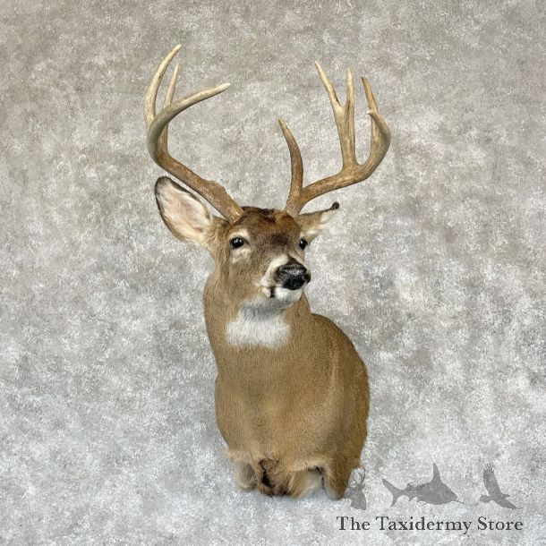 Whitetail Deer Shoulder Mount For Sale #28147 - The Taxidermy Store