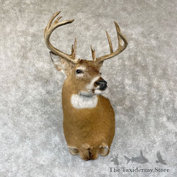 Whitetail Deer Shoulder Mount For Sale #28148 - The Taxidermy Store