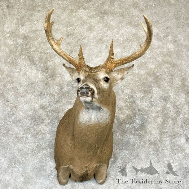 Whitetail Deer Shoulder Mount For Sale #28149 - The Taxidermy Store