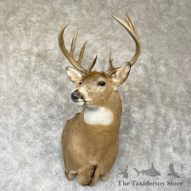 Whitetail Deer Shoulder Mount For Sale #28152 - The Taxidermy Store