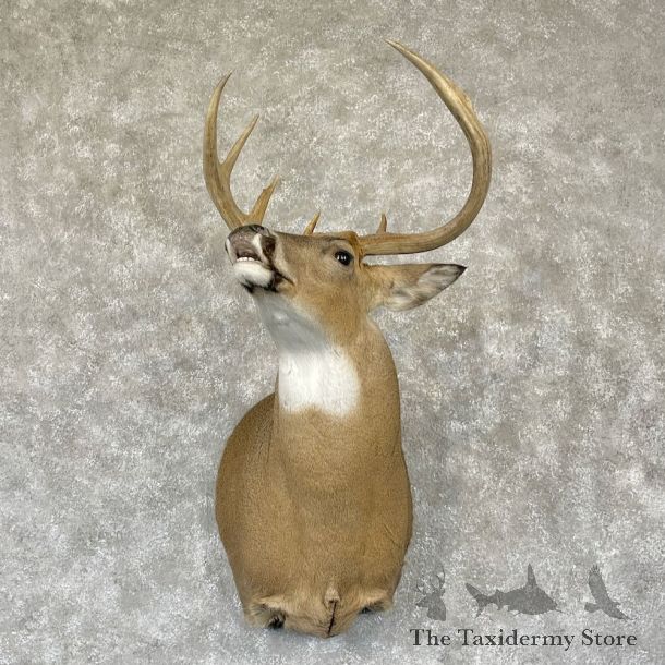 Whitetail Deer Shoulder Mount For Sale #28154 - The Taxidermy Store