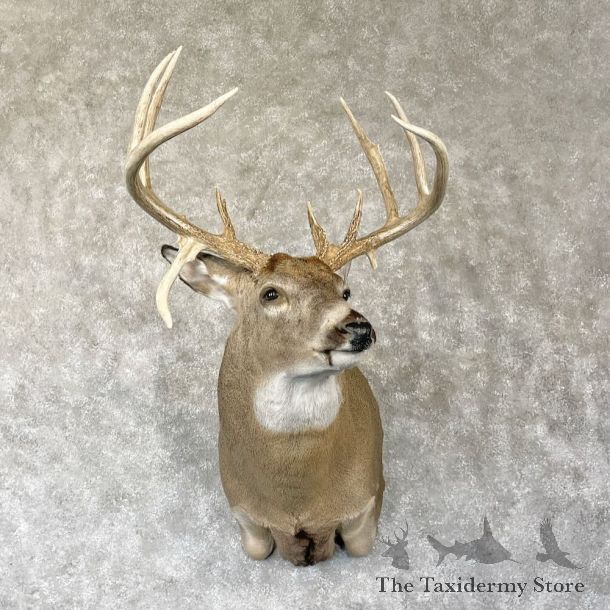 Whitetail Deer Shoulder Mount For Sale #28155 - The Taxidermy Store