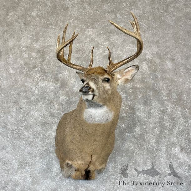 Whitetail Deer Shoulder Mount For Sale #28158 - The Taxidermy Store