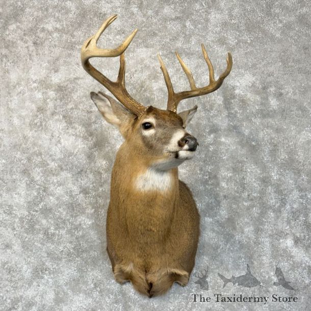 Whitetail Deer Shoulder Mount For Sale #28159 - The Taxidermy Store