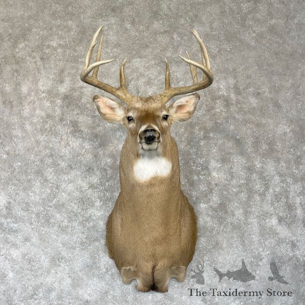 Whitetail Deer Shoulder Mount For Sale #28160 @ The Taxidermy Store