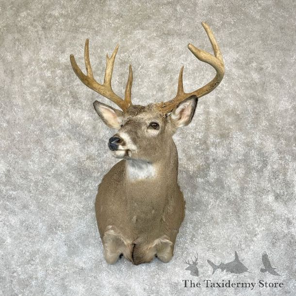 Whitetail Deer Shoulder Mount For Sale #28161 - The Taxidermy Store