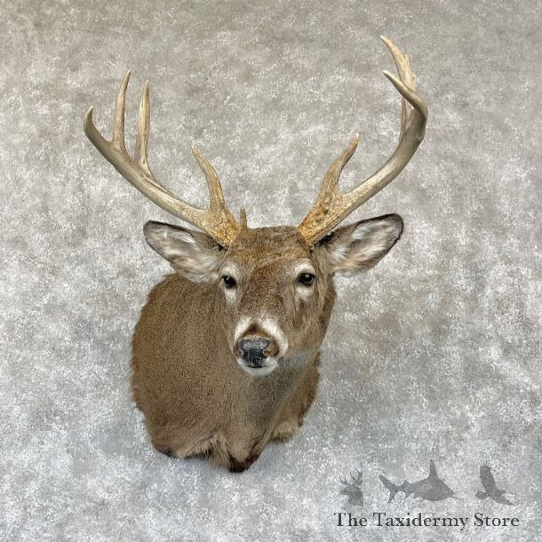 Whitetail Deer Shoulder Mount For Sale #28163 - The Taxidermy Store