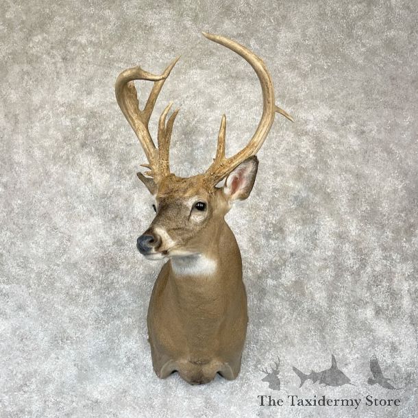 Whitetail Deer Shoulder Mount For Sale #28167 - The Taxidermy Store