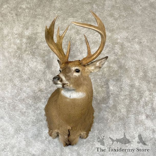 Whitetail Deer Shoulder Mount For Sale #28168 - The Taxidermy Store
