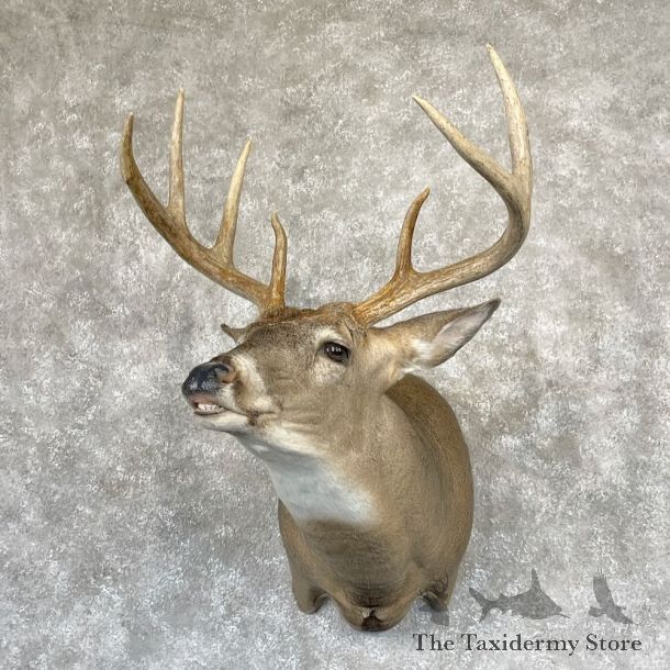 Whitetail Deer Shoulder Mount For Sale #28180 @ The Taxidermy Store