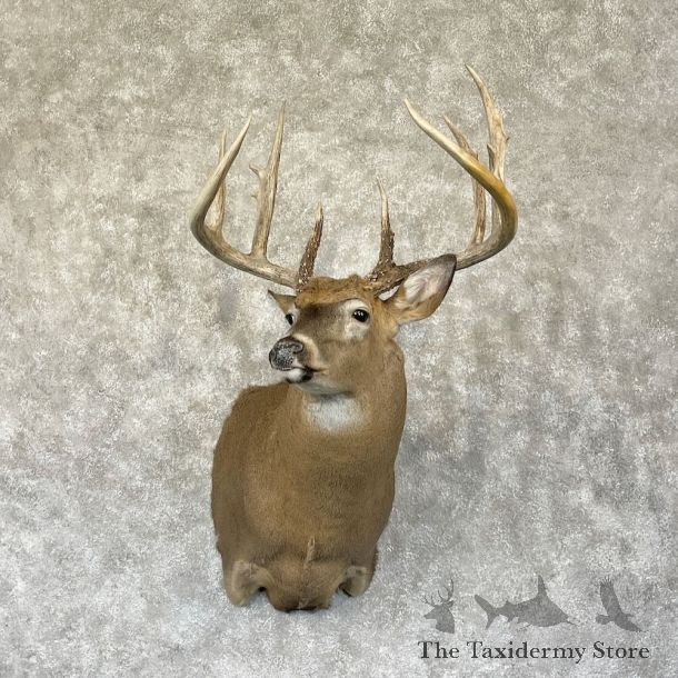 Whitetail Deer Shoulder Mount For Sale #28270 - The Taxidermy Store