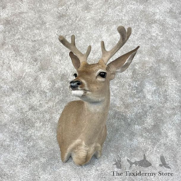 Whitetail Deer Shoulder Mount For Sale #28421 - The Taxidermy Store